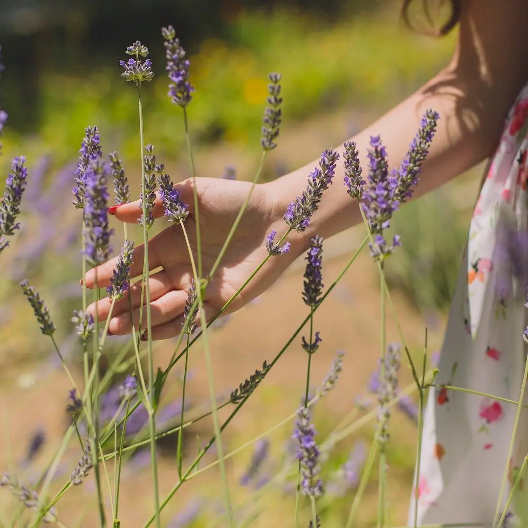 Herbal Focus: Lavender - Lhamo Pad