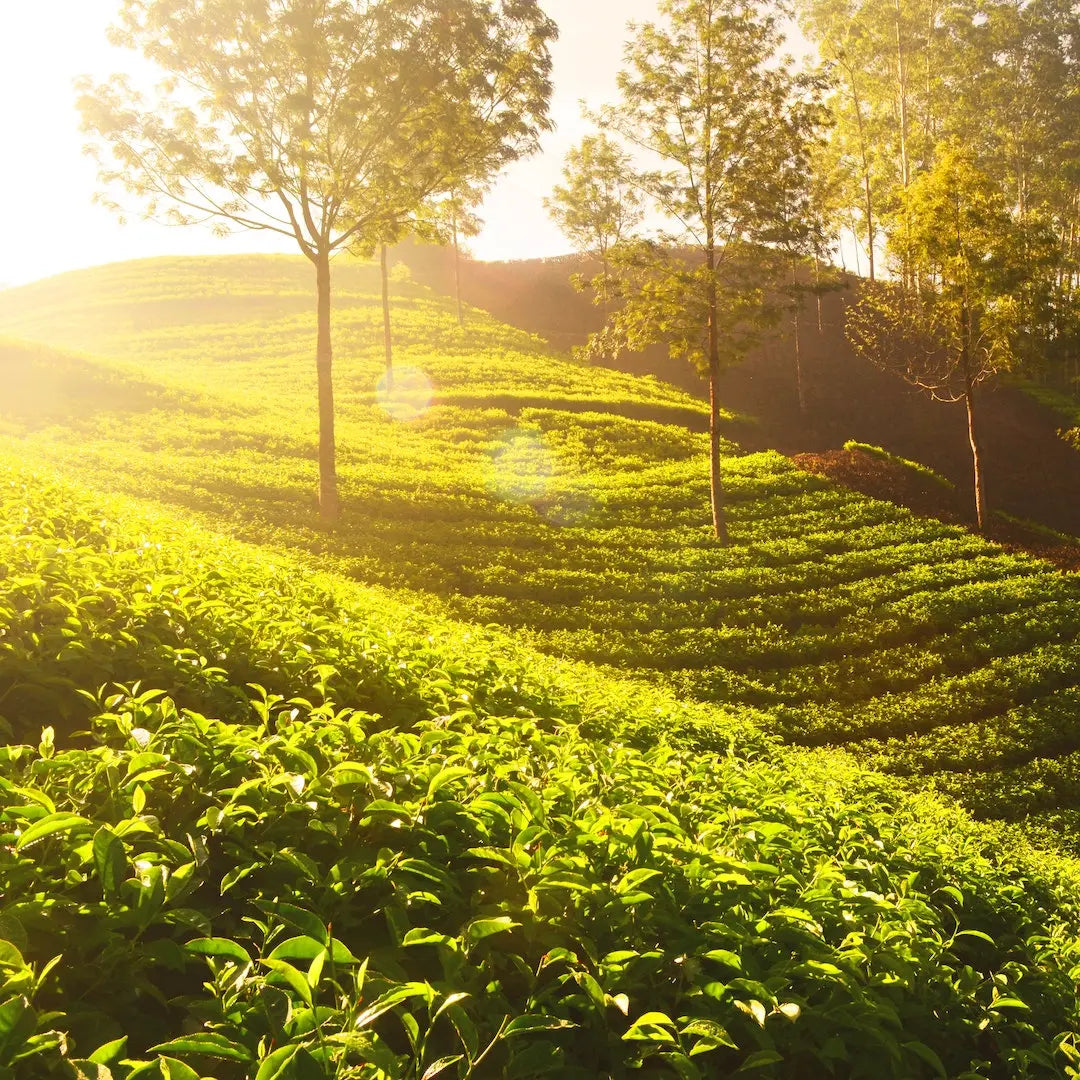 Period-related Acne? Use Tea Tree Oil!