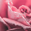 Single on Valentine’s Day? Don’t Fret!