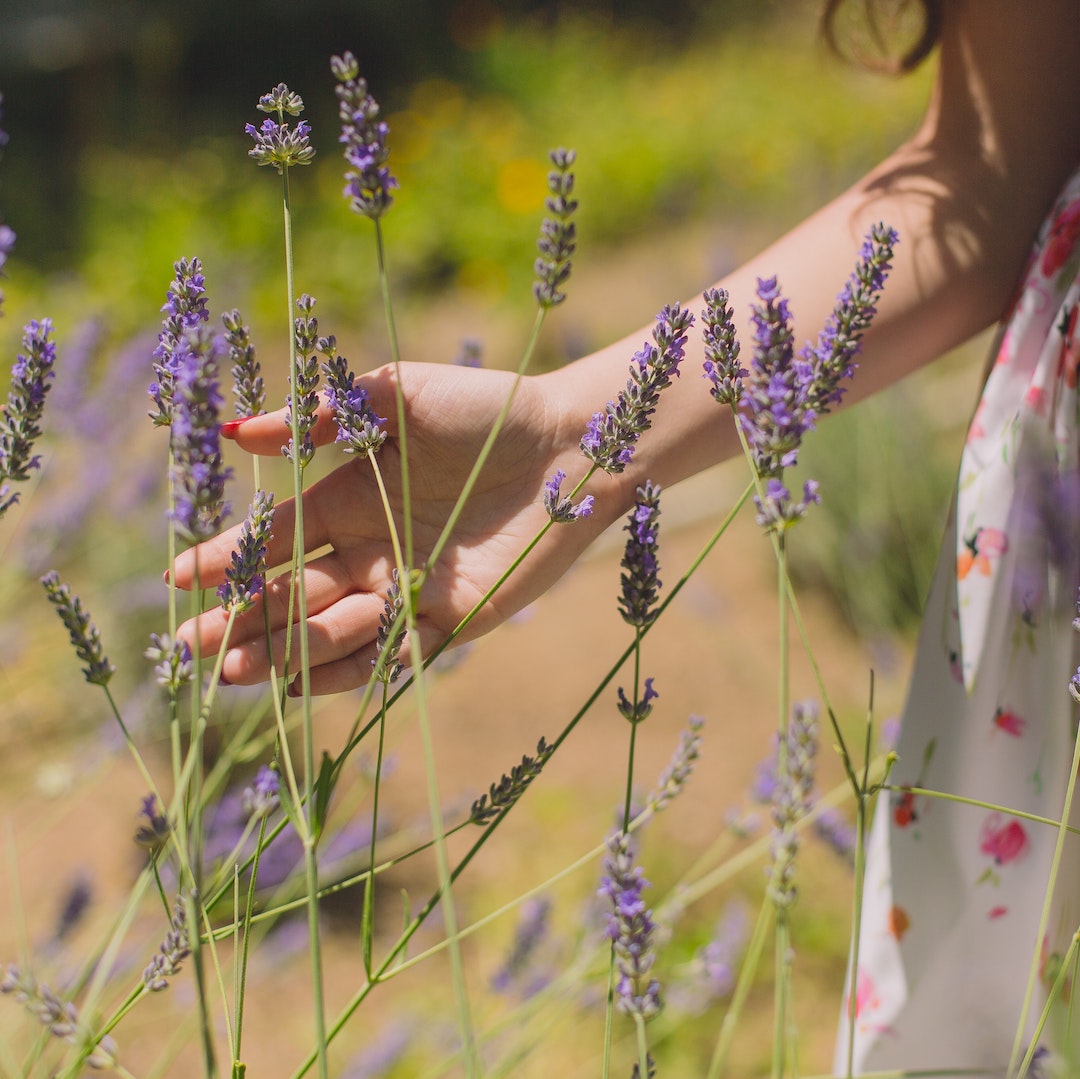 Herbal Focus: Lavender